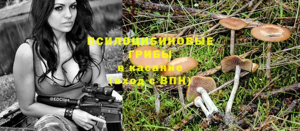 прущие грибы Беломорск
